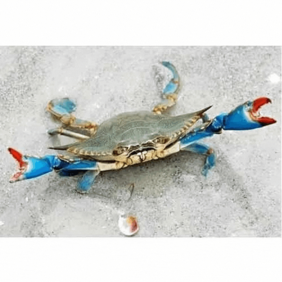 Blue Crab (medium) (Cleaned) | நீல நண்டு