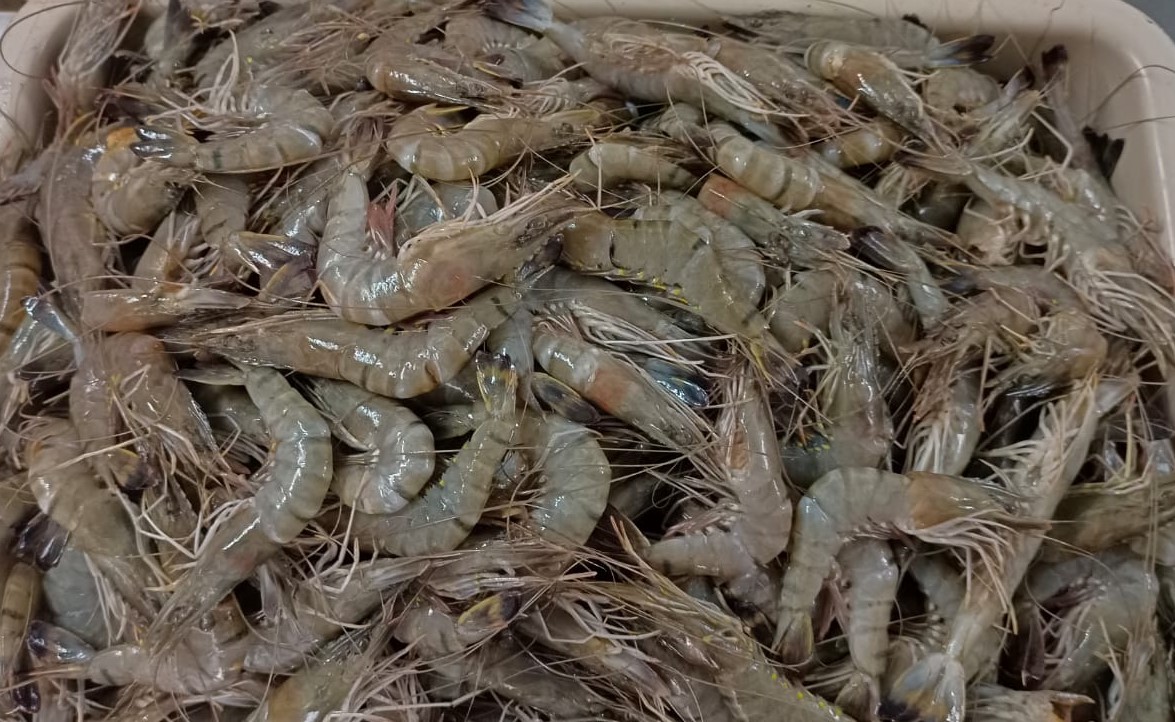 Prawns (Sea) (Medium) | கடல் இறால் (50 - 60)