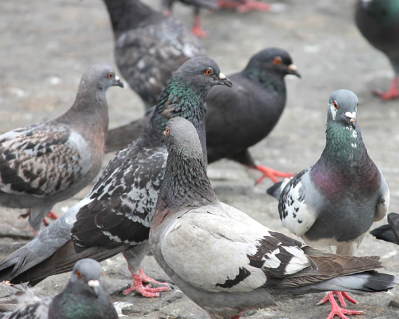 Pigeon Meat (With Skin)| புறா இறைச்சி