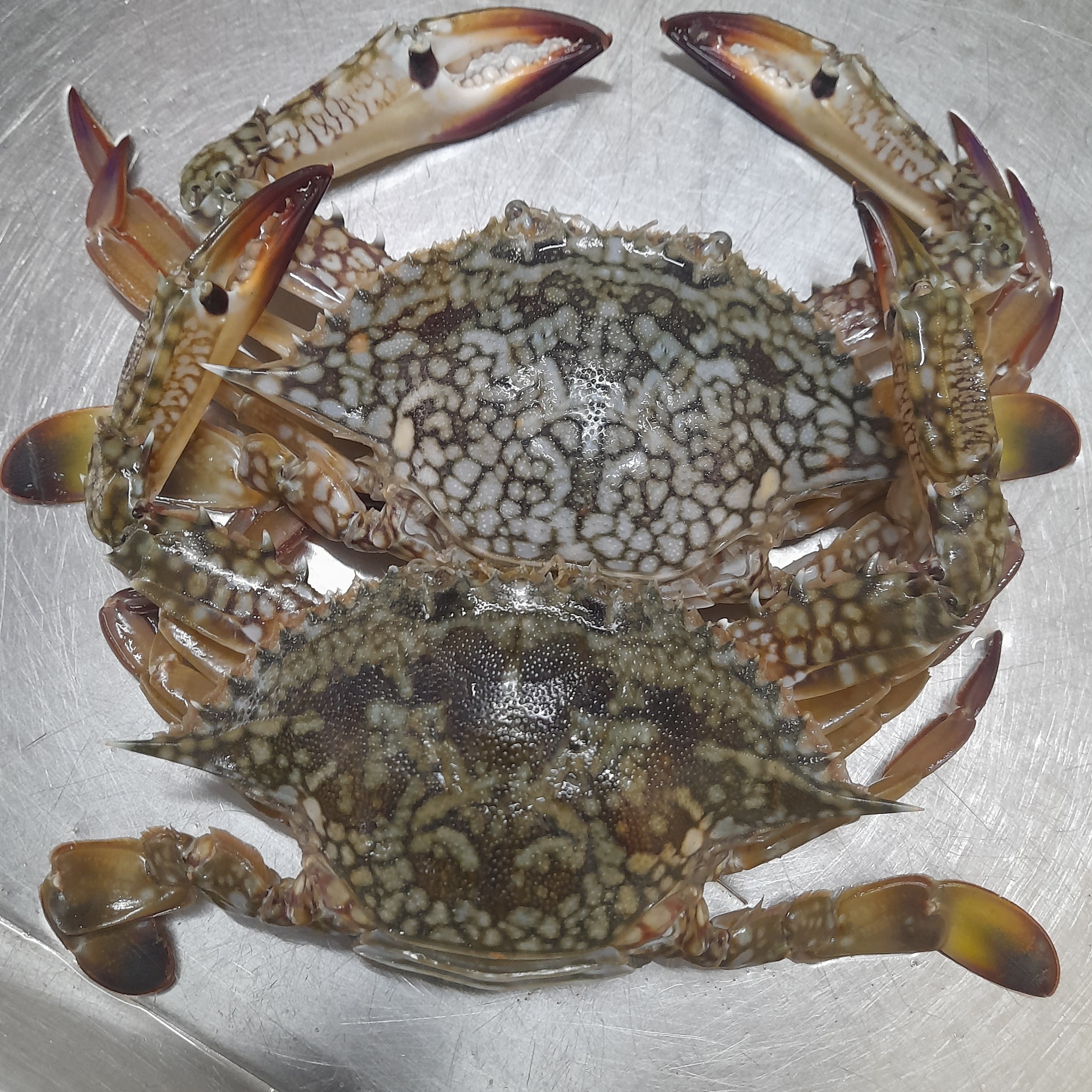 Crab (M) (Cleaned) | நண்டு