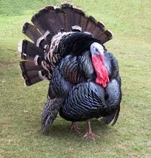 Vaankoli (Alive Turkey) | உயிர் வான்கோழி