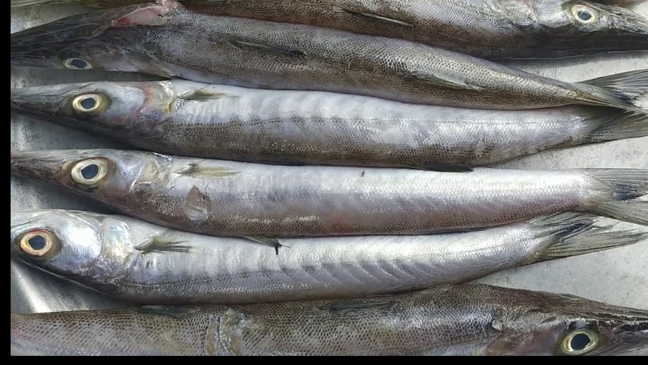 Ooli Fish ஊளி மீன்