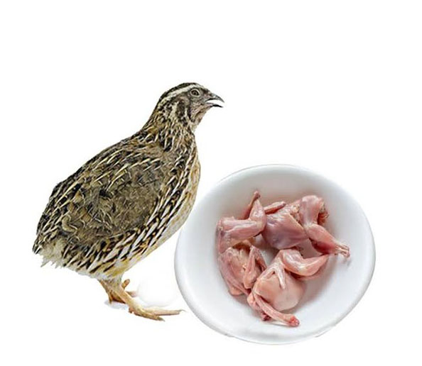 Kaadai / Quail | காடை